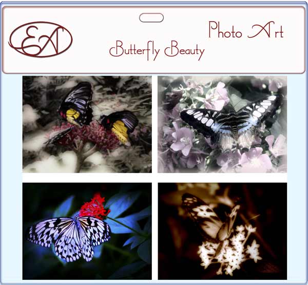 Butterfly Beauty Butterfly Beauty