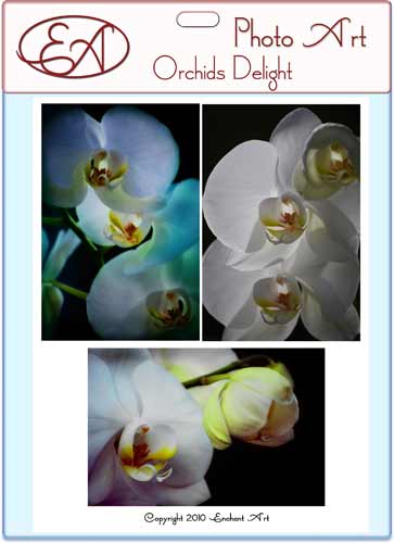 Orchids Delight Orchids Delight