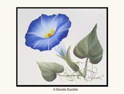 Morning Glory Greeting Card Morning Glory Greeting Card